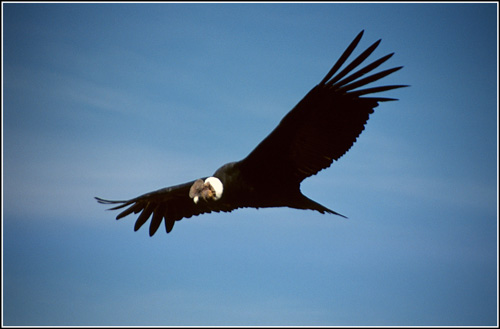 Condor Recherche &  Onderzoeksbureau